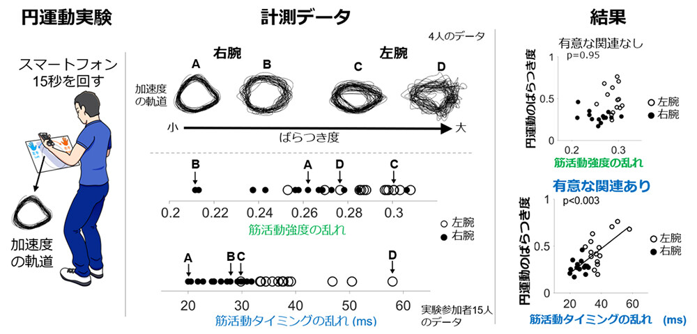 図4　（左）スマートフォンを用いた円運動課題。（中・上段）4名の参加者に関する、円運動の加速度軌道と、円運動ばらつきを例示。ばらつき度はAからDの順に大きくなる。（中・下段）全15名の参加者を、筋活動強度の乱れと筋活動タイミングの乱れについて、それぞれ小さい順に並べて表示。筋活動の乱れは、6筋の平均値を利用。筋活動タイミングの乱れが大きい参加者ほど、円運動のばらつき度も大きい傾向がみられる一方、強度の乱れとの傾向は明確ではない。（右）円運動のばらつきは、筋活動強度の乱れとは関連せず、筋活動タイミングの乱れと有意に関連。