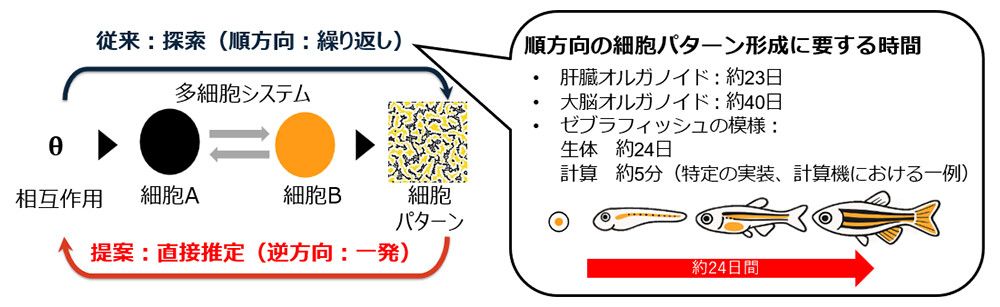図1 細胞パターンから細胞間の相互作用を直接求めることに成功。