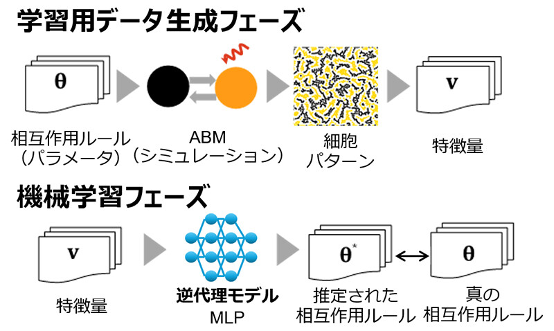 図3 逆代理モデル構築の手順。学習用データを生成するフェーズと、それをもとに逆代理モデルを機械学習するフェーズの二段階で構成される。