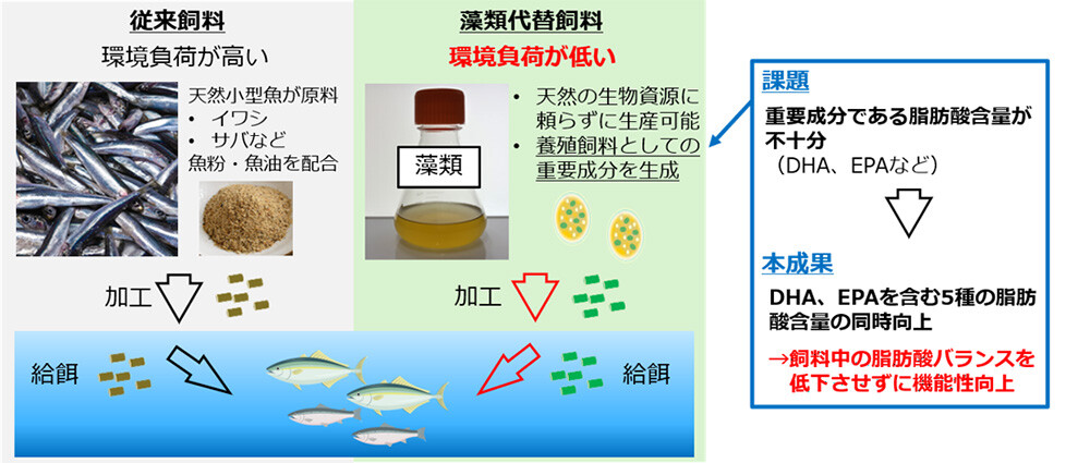 図1. 藻類代替飼料の特徴およびその研究開発における課題と本成果の概要。