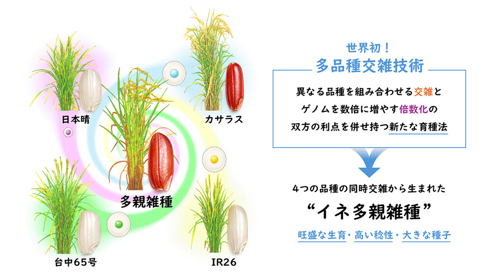 図1. 本研究の概要図