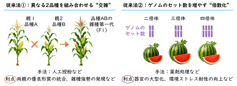 図2. 従来法である交雑と倍数化の概要
