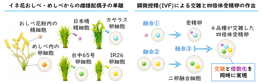図3. 4つのイネ品種を同時に交雑する「多品種交雑技術」の概要