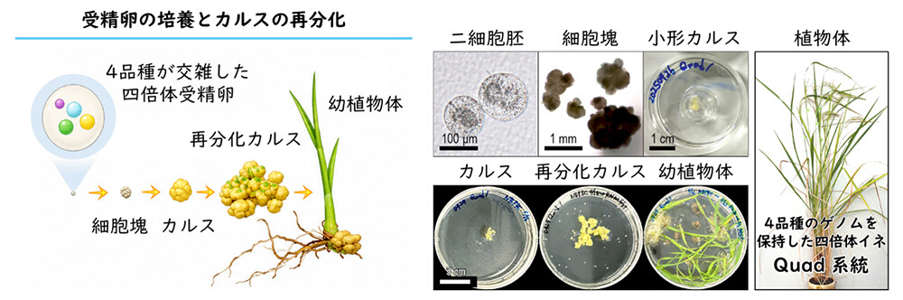 図4. IVF法による4つのイネ品種を交雑した四倍体雑種（Quad）の作出