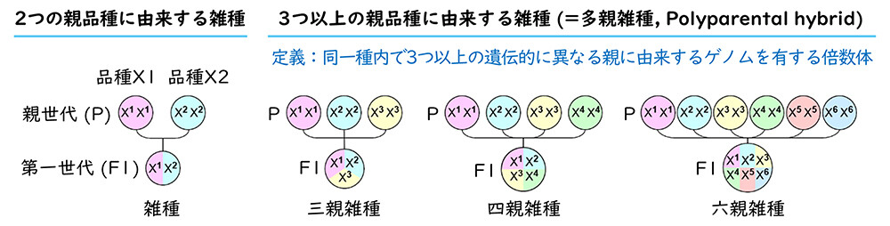 図6. 多親雑種の定義