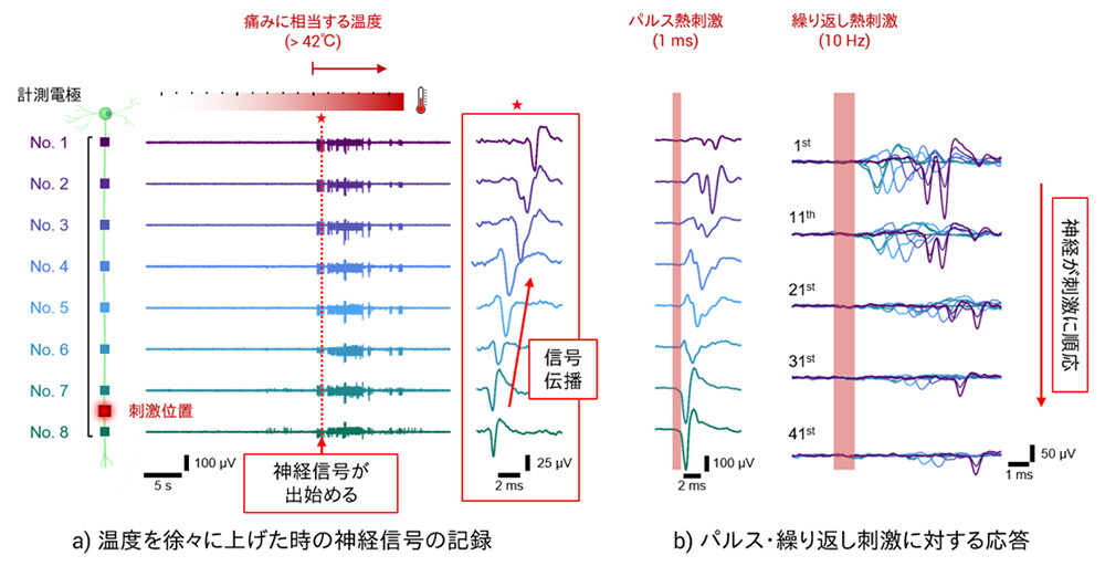 図3 ラット由来の培養感覚神経細胞に局所的な熱刺激を与えた際の神経信号の発生と伝播