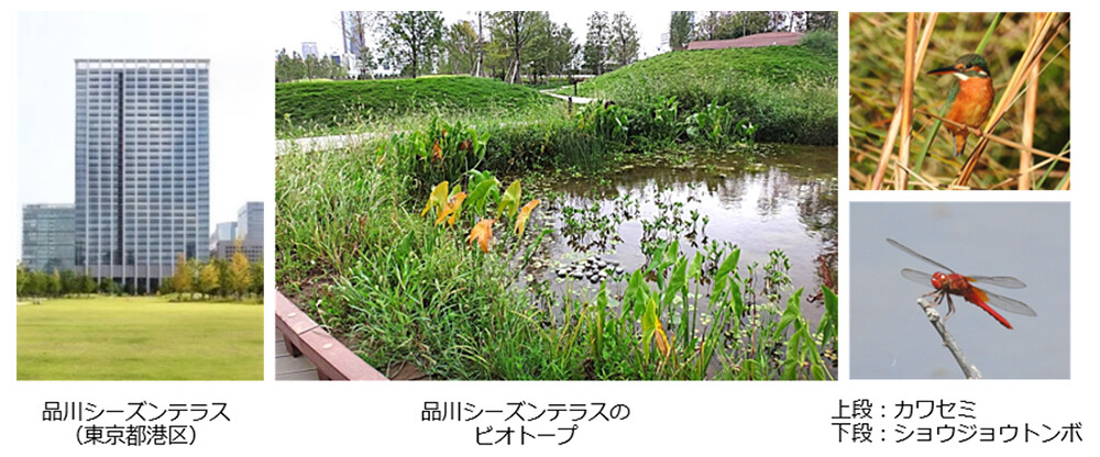 品川シーズンテラス（東京都港区）の外観写真と、品川シーズンテラスのビオトープと生物（上段：カワセミ、下段：ショウジョウトンボ）の写真