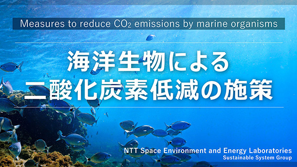 ”海洋生物による二酸化炭素低減の施策”のイメージ画像 / Image of ”Measures to reduce CO2 emissions by marine organisms”