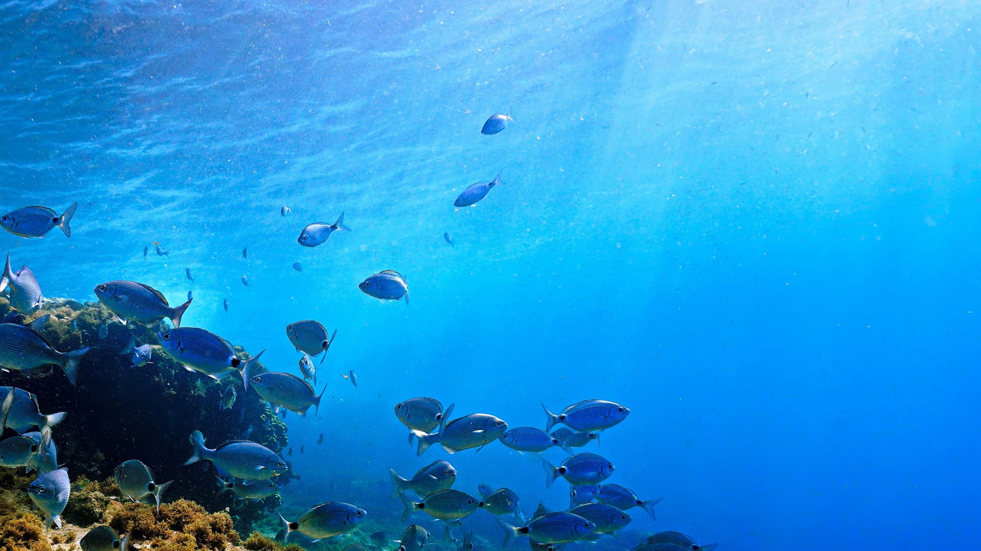 ”海洋生物による二酸化炭素低減の施策”のイメージ画像 / Image of ”Measures to reduce CO2 emissions by marine organisms”