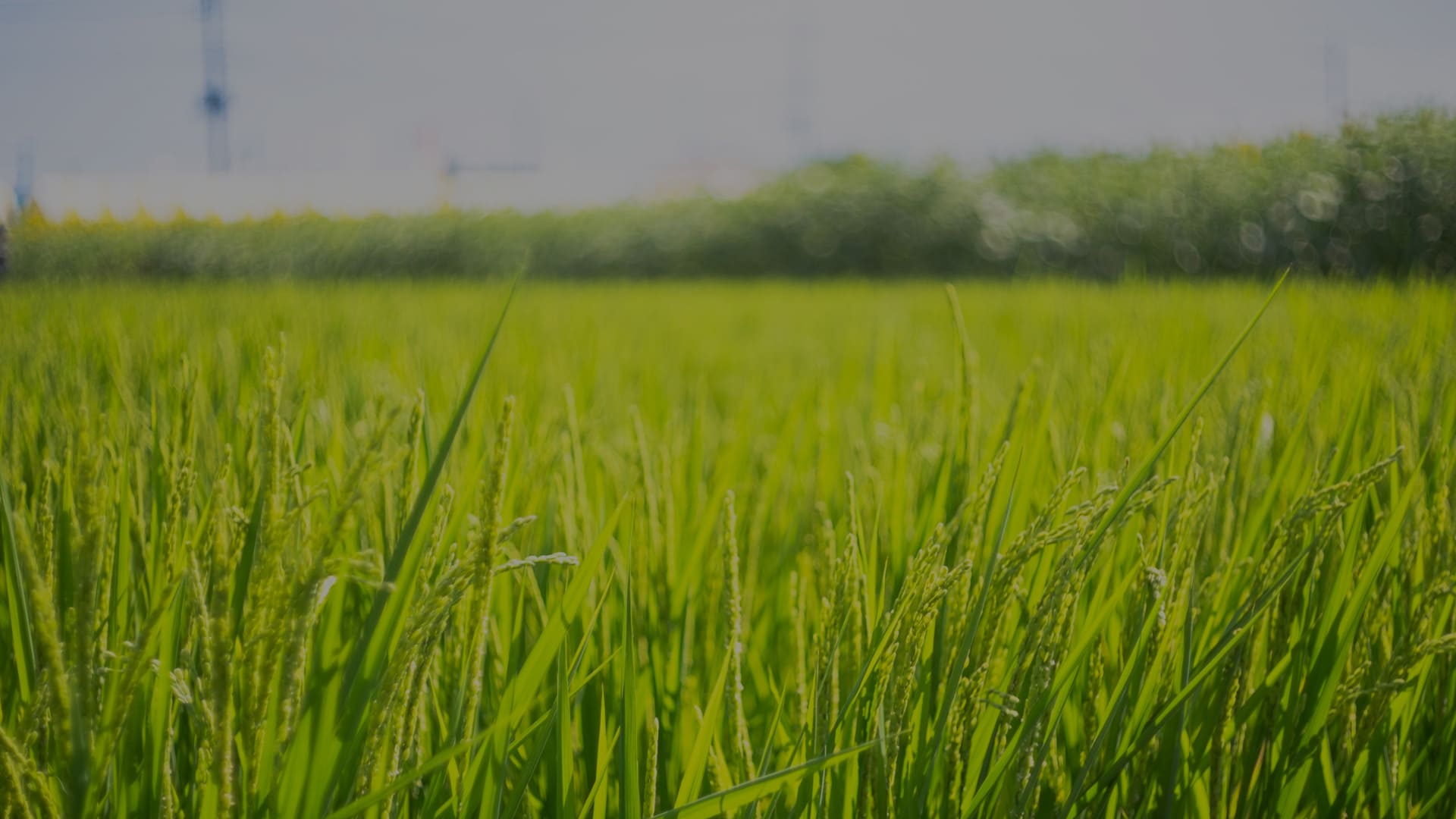”IoTと稲作効率化による持続可能な農業の実現”のイメージ画像 / Image of ”Achieving Sustainable Agriculture through IoT and Rice Efficiency”